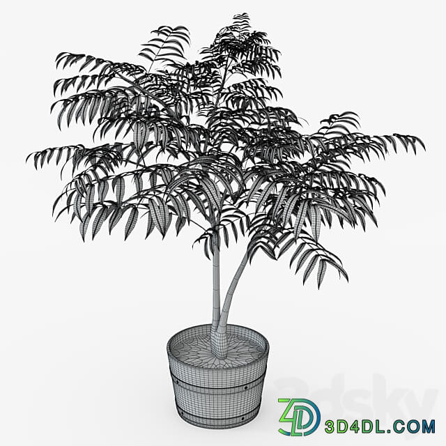 Houseplant 3D Models