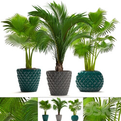 Collection of plants 214. Palm trees. Palm trees fan decorative indoor pot flowerpot concrete 3D Models 