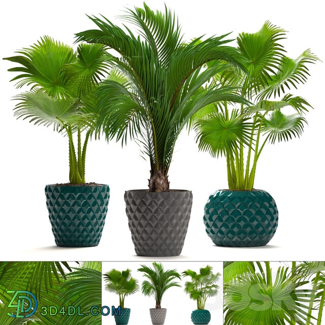 Collection of plants 214. Palm trees. Palm trees fan decorative indoor pot flowerpot concrete 3D Models