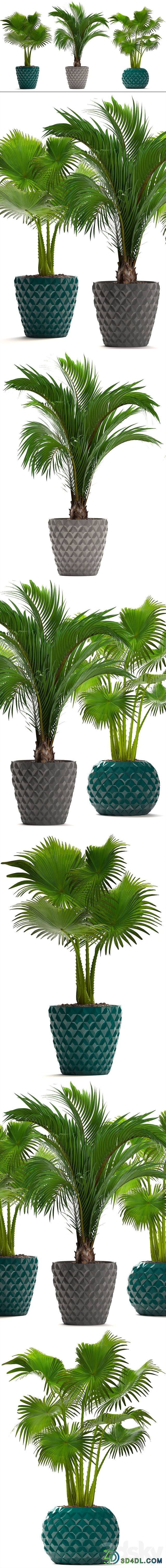 Collection of plants 214. Palm trees. Palm trees fan decorative indoor pot flowerpot concrete 3D Models