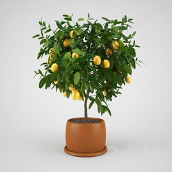 Lemon tree 3D Models 