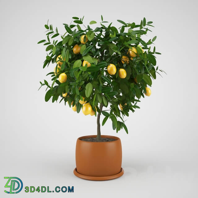 Lemon tree 3D Models