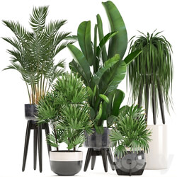 Collection of plants. Indoor plants rapis palm tree banana pot strelitzia indoor plants 3D Models 