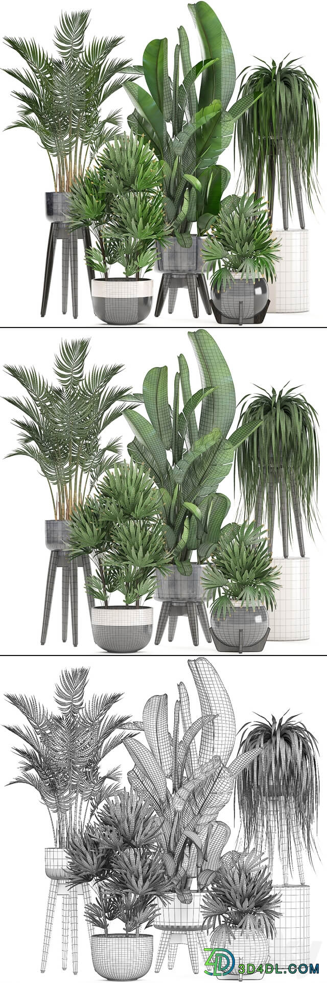 Collection of plants. Indoor plants rapis palm tree banana pot strelitzia indoor plants 3D Models