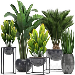 Collection of plants. Loft black pot flowerpot banana palm tree strelitzia cicada sansevieria bush canarian date date date palm strelitzia 3D Models 