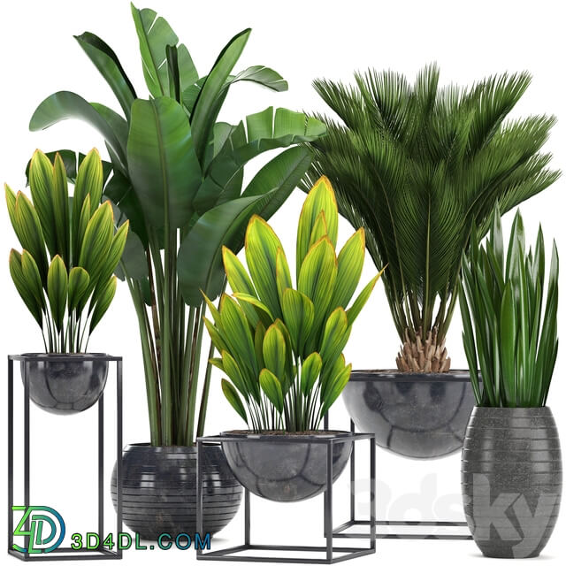 Collection of plants. Loft black pot flowerpot banana palm tree strelitzia cicada sansevieria bush canarian date date date palm strelitzia 3D Models