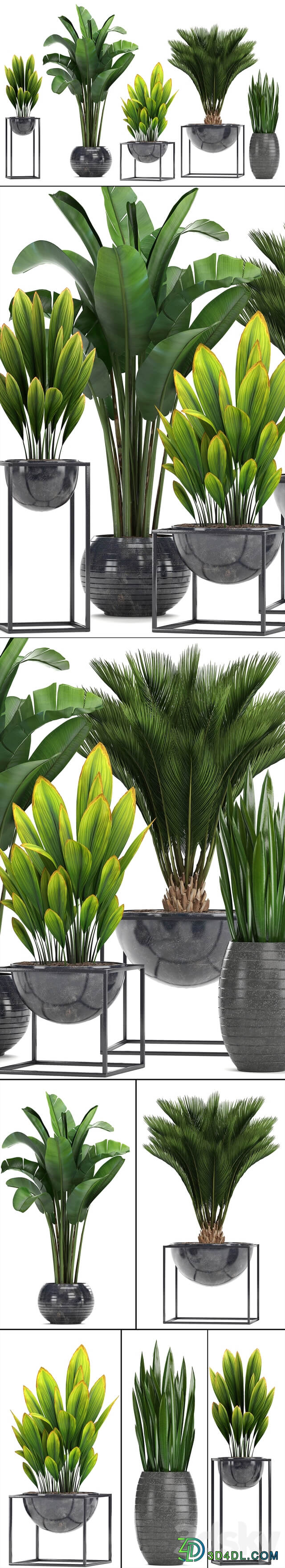 Collection of plants. Loft black pot flowerpot banana palm tree strelitzia cicada sansevieria bush canarian date date date palm strelitzia 3D Models