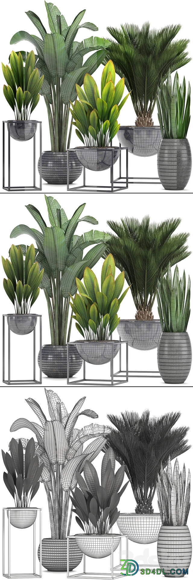 Collection of plants. Loft black pot flowerpot banana palm tree strelitzia cicada sansevieria bush canarian date date date palm strelitzia 3D Models