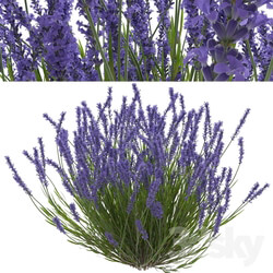 Lavender bush 