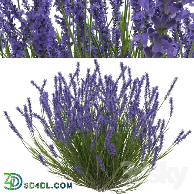 Lavender bush