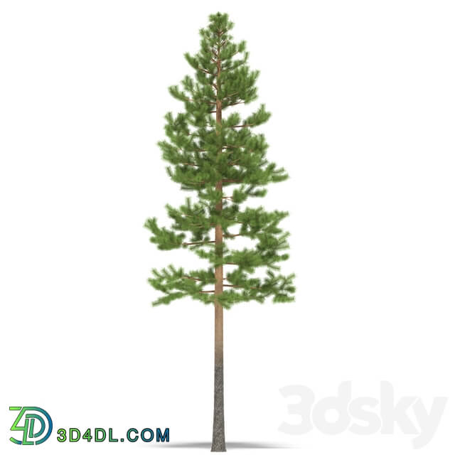 Pine 3D Models