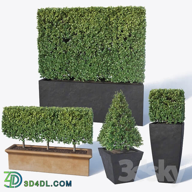 Buxus microphylla 2