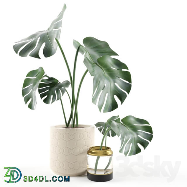 Monstera