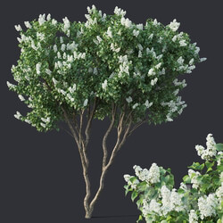 Lilac Syringa vulgaris 5 Tree H390cm 