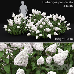 Hydrangea Paniculata 3D Models 