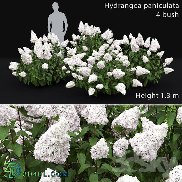 Hydrangea Paniculata 3D Models