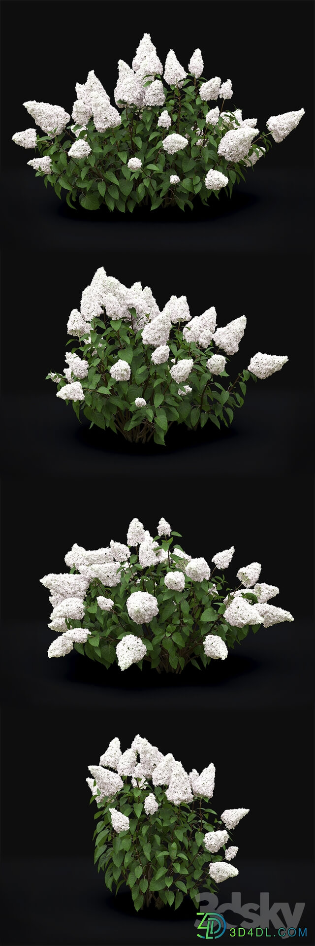 Hydrangea Paniculata 3D Models