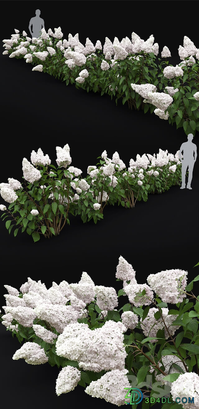 Hydrangea Paniculata 3D Models