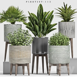 plant set 113 