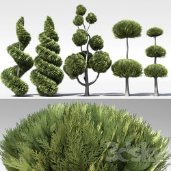 A set of cropped cypresses 