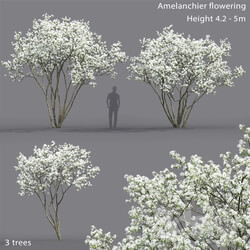 Amelanchier 3D Models 