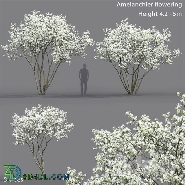 Amelanchier 3D Models