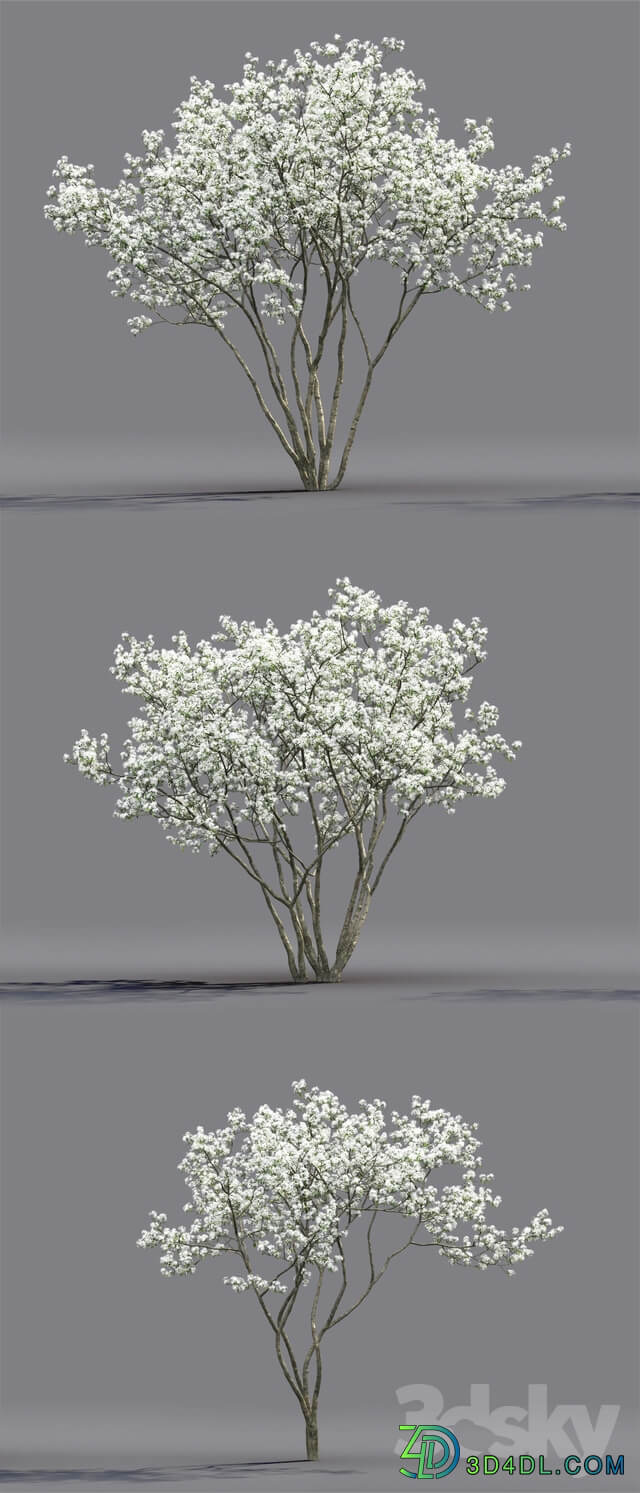 Amelanchier 3D Models