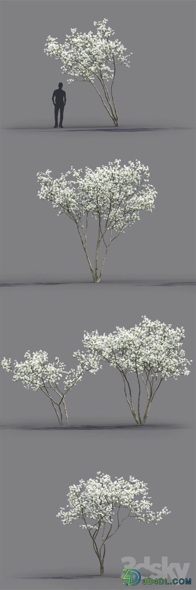 Amelanchier 3D Models