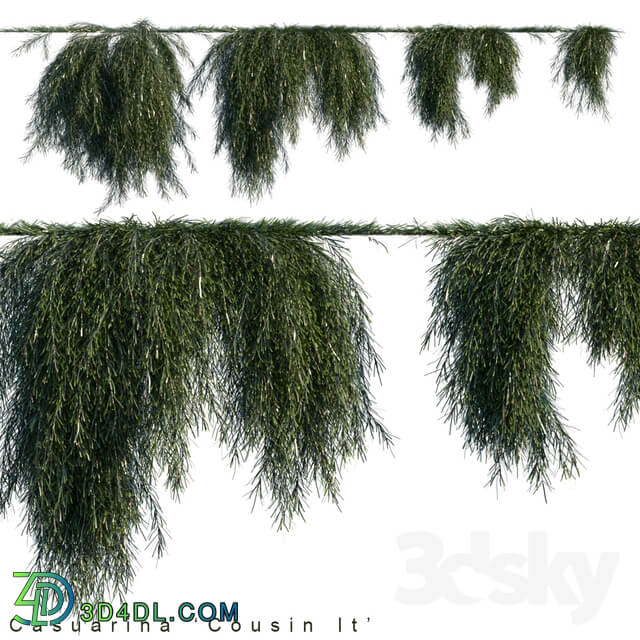 Fitowall Casuarina cousin it creeper