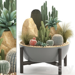 Plant collection 306. Cactus set. cacti round cactus flower bed japanese cereus Barrel cactus desert plants stones 3D Models 
