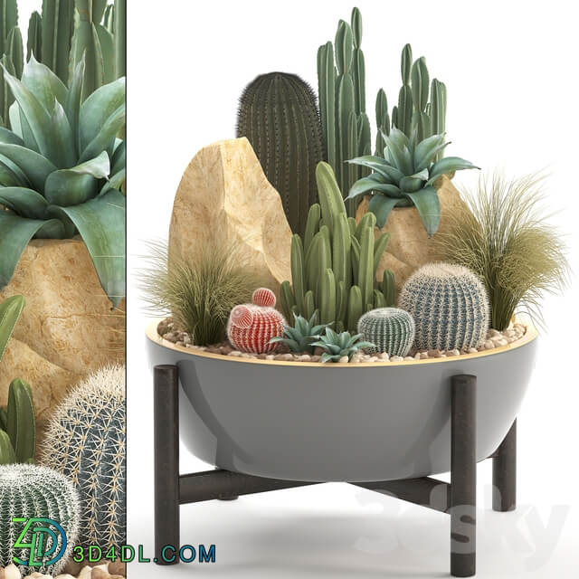 Plant collection 306. Cactus set. cacti round cactus flower bed japanese cereus Barrel cactus desert plants stones 3D Models