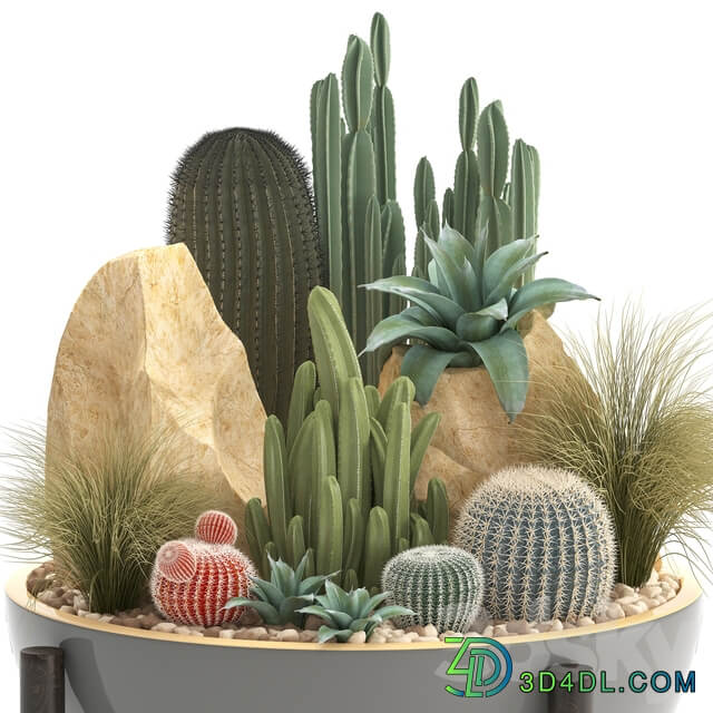 Plant collection 306. Cactus set. cacti round cactus flower bed japanese cereus Barrel cactus desert plants stones 3D Models