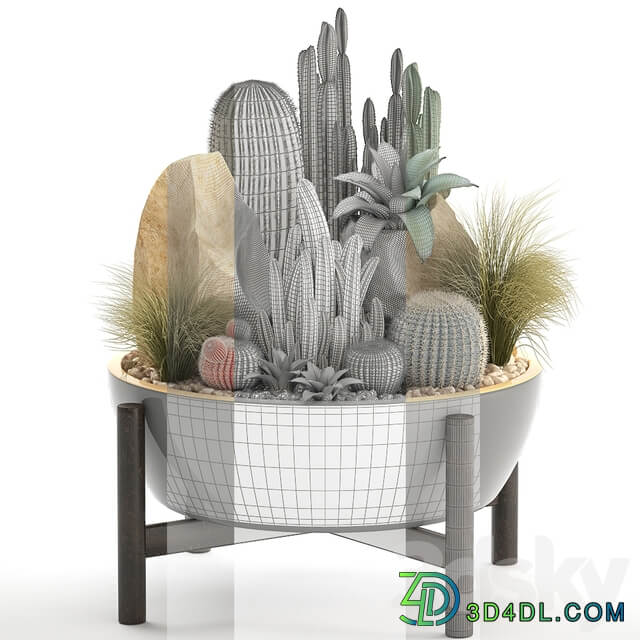 Plant collection 306. Cactus set. cacti round cactus flower bed japanese cereus Barrel cactus desert plants stones 3D Models