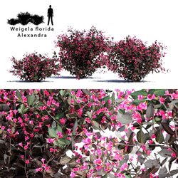 Weigela blooming 3 bush Weigela florida Alexandra 