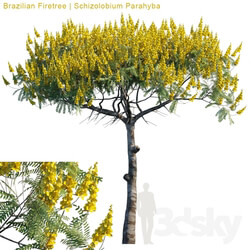 Brazilian Firetree Schizolobium Parahyba 2 