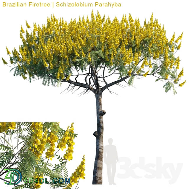 Brazilian Firetree Schizolobium Parahyba 2