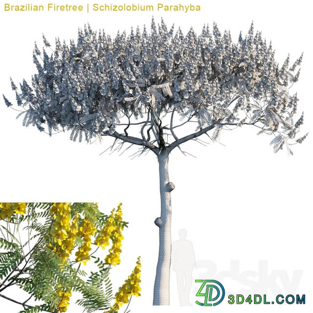 Brazilian Firetree Schizolobium Parahyba 2