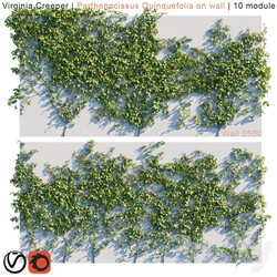 Virginia Creeper Parthenocissus Quinquefolia on wall 3D Models 