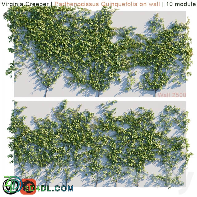 Virginia Creeper Parthenocissus Quinquefolia on wall 3D Models