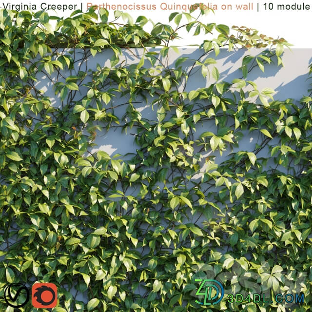 Virginia Creeper Parthenocissus Quinquefolia on wall 3D Models