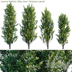 Laurus Nobilis Bay tree Grecian Laurel 