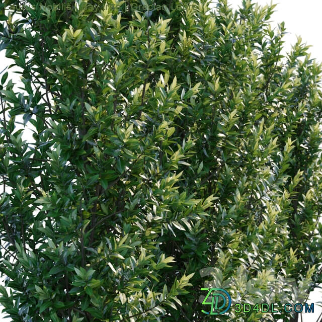 Laurus Nobilis Bay tree Grecian Laurel