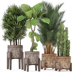 Plant collection 337. Basket rattan ficus lyrata rapis hovea cactus interior plants eco design natural materials Raphis palm Howea 3D Models 