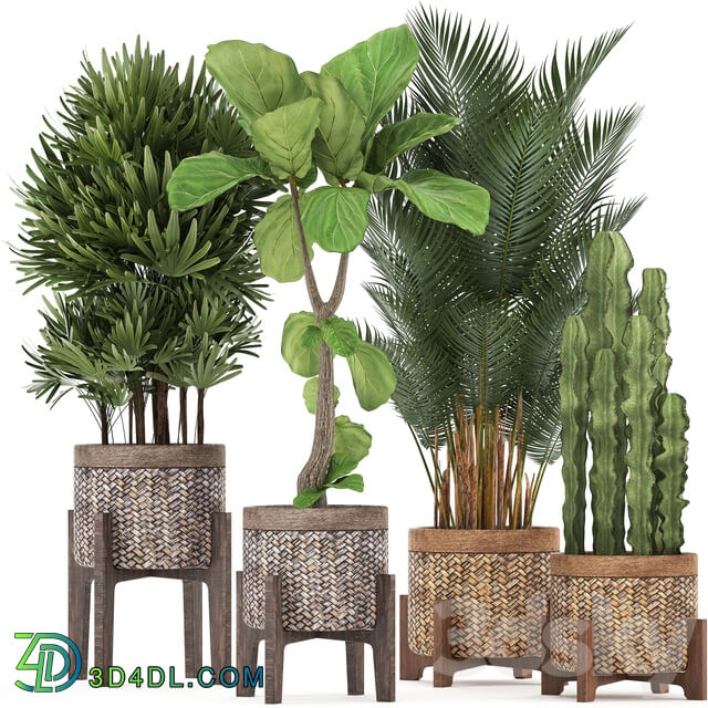 Plant collection 337. Basket rattan ficus lyrata rapis hovea cactus interior plants eco design natural materials Raphis palm Howea 3D Models