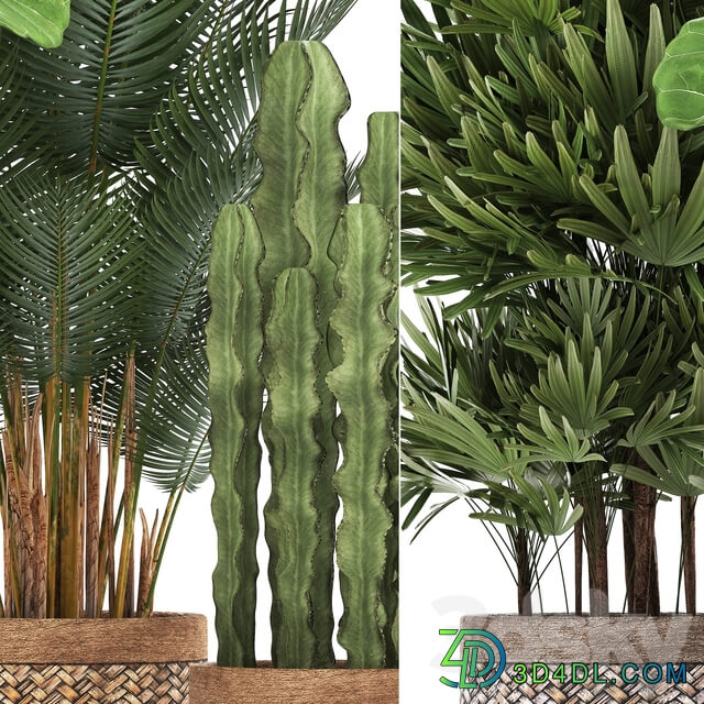 Plant collection 337. Basket rattan ficus lyrata rapis hovea cactus interior plants eco design natural materials Raphis palm Howea 3D Models