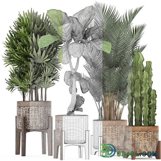 Plant collection 337. Basket rattan ficus lyrata rapis hovea cactus interior plants eco design natural materials Raphis palm Howea 3D Models