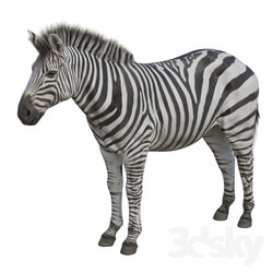 Zebra 