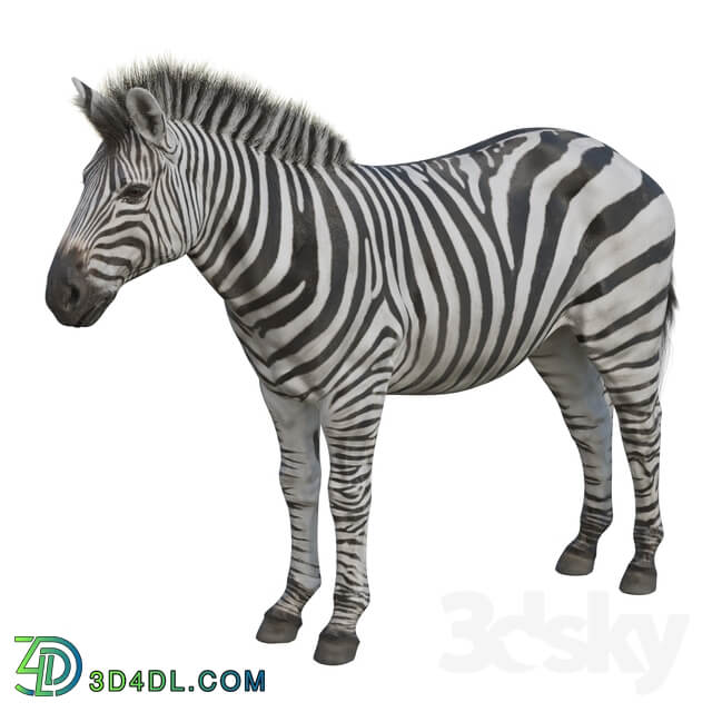 Zebra