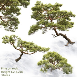 Pine 3D Models 