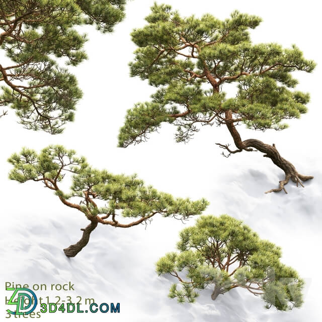 Pine 3D Models